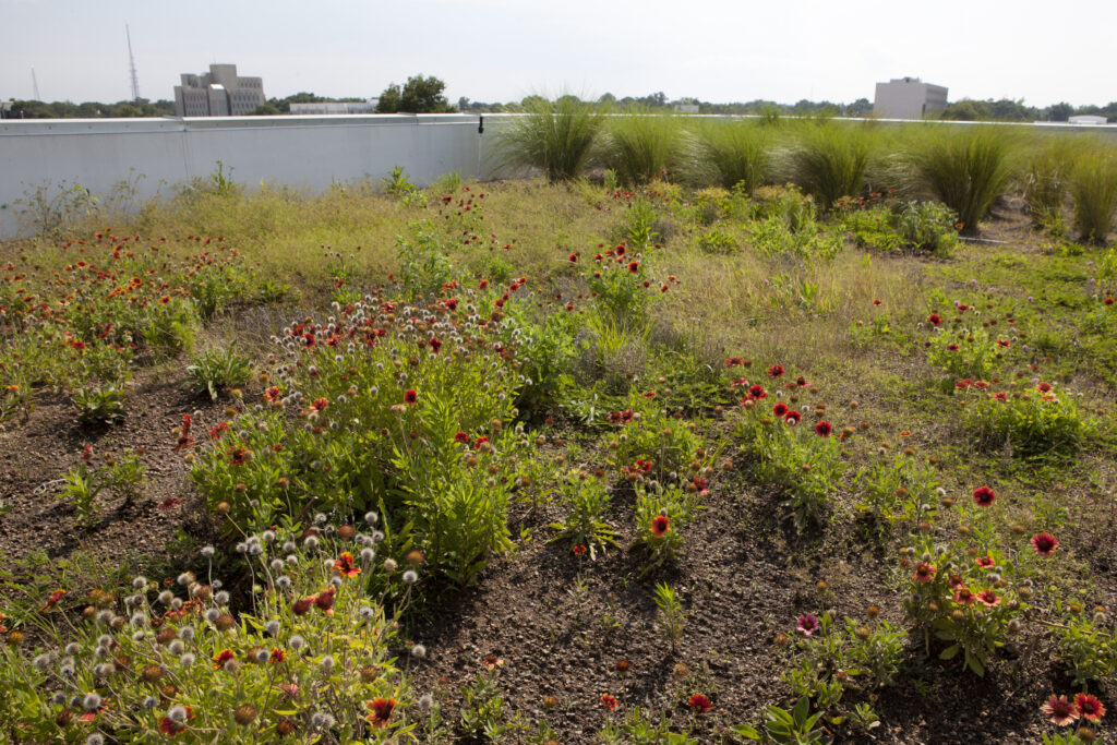 Green Roof at Escambia County Office Complex