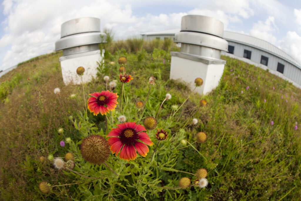 Blanket Flowers on Green Roof