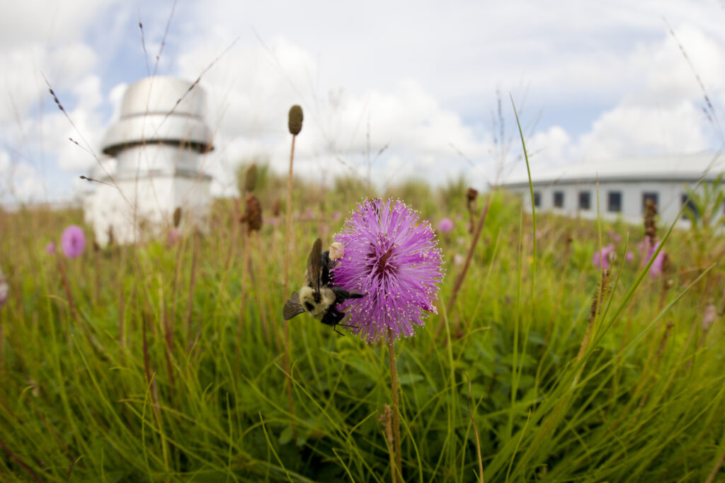 Common Eastern Bumble Bee on Green Roof