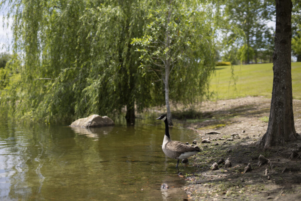 Canadian Goose at Cascades Park