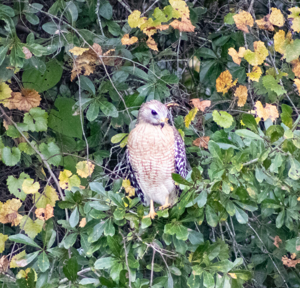 Stetson Aquatic Center red-shouldered hawk