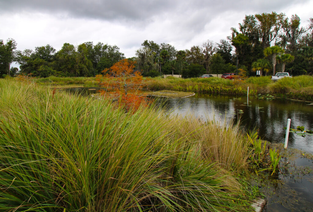 Stetson Aquatic Center wetland vegetation