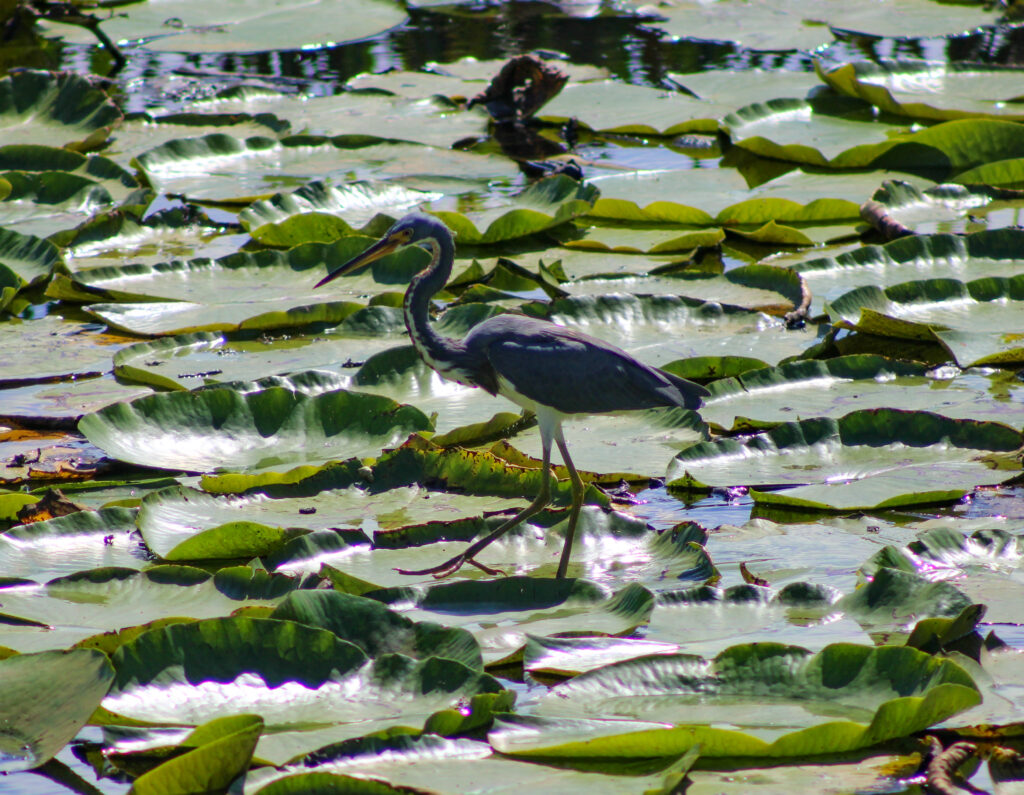 Victory Pointe Tricolored Heron