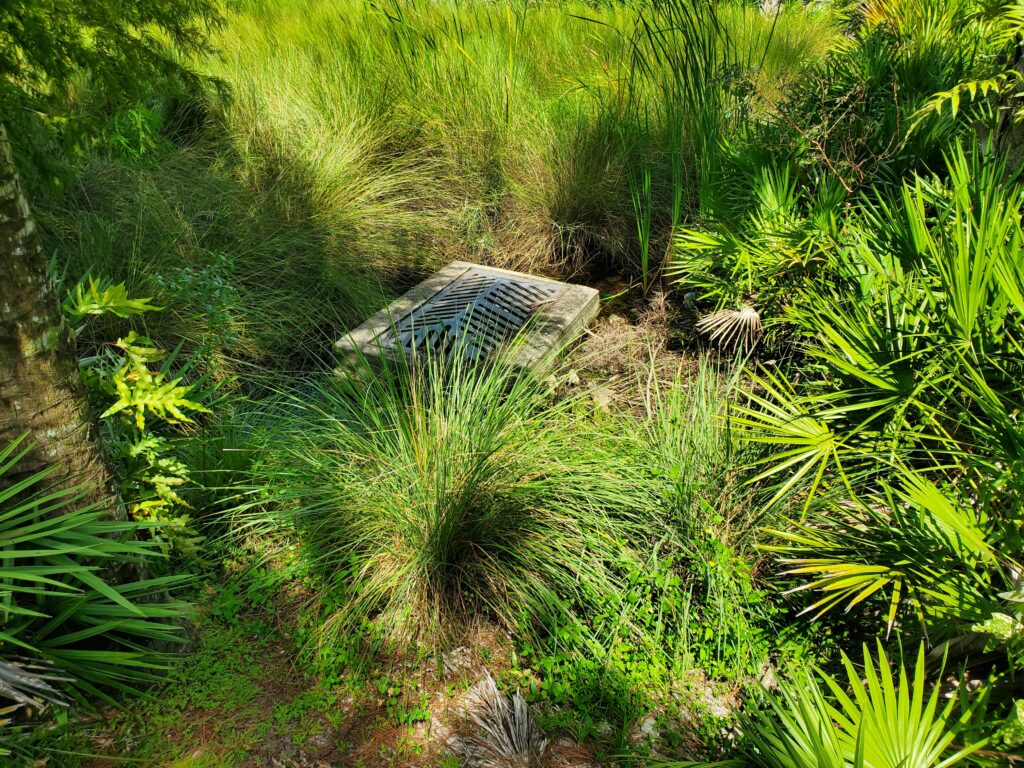 Kissimmee Lakefront Park Vegetation