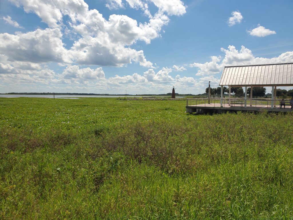 Kissimmee Lakefront Park Wetland Vegetation