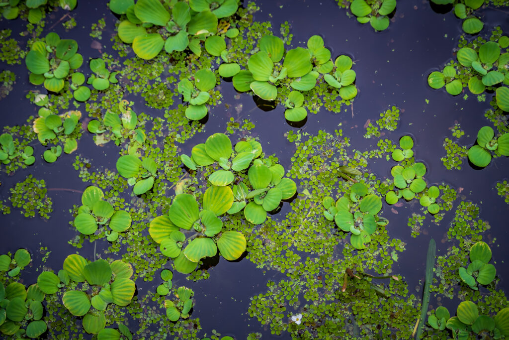 Wetland Vegetation at Water Works Park