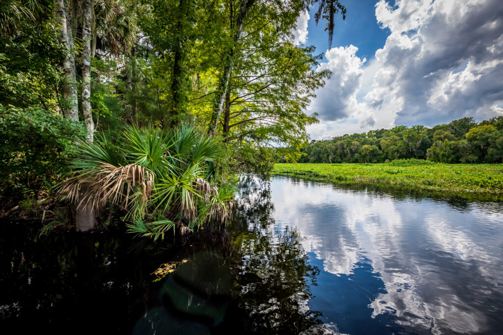 Wetland at Wilson’s Landing Park