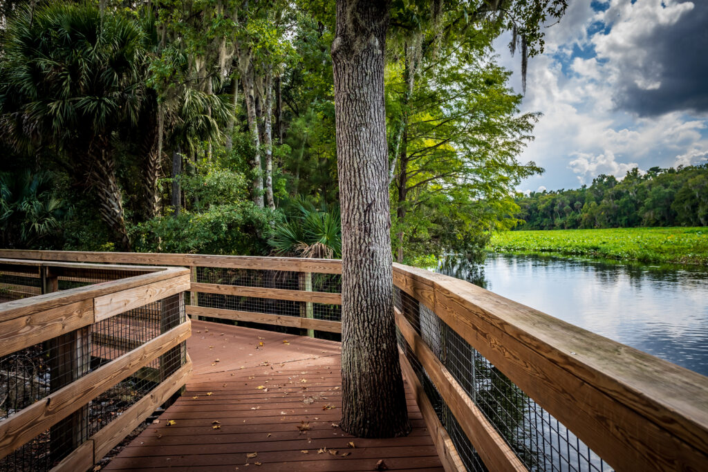 Tree in walkway at Wilson’s Landing Park