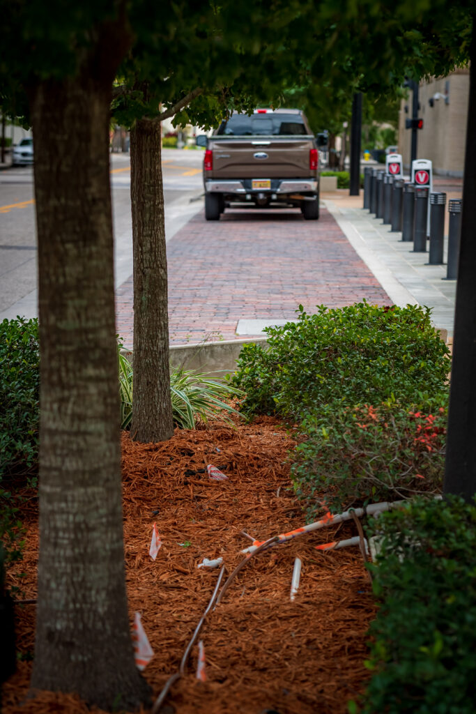 Streetscape and trees at Zack St in Downtown Tampa