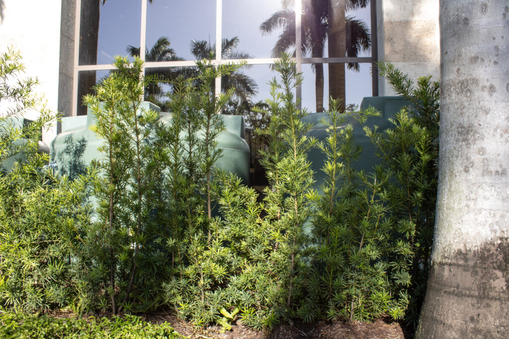 Trees at Coconut Creek Casino