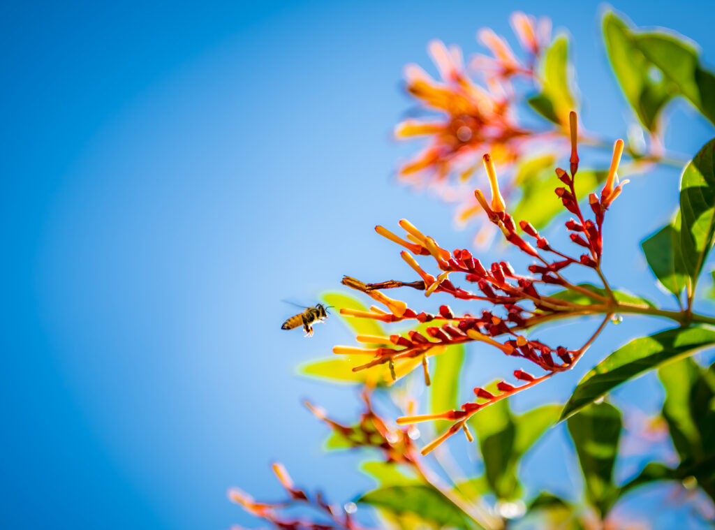 Bee pollinating firebush at El Prado Stormwater Garden