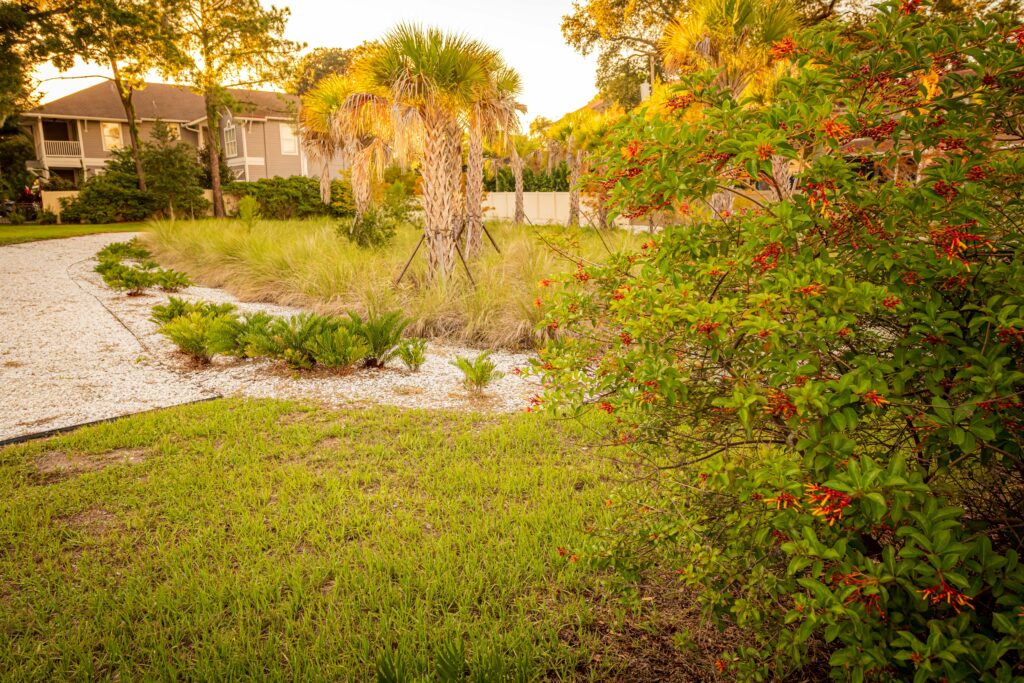 Firebush and landscaping at El Prado Stormwater Garden