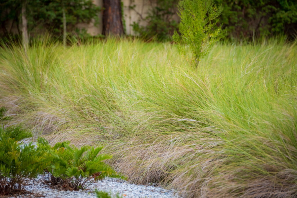 Grasses at El Prado Stormwater Garden