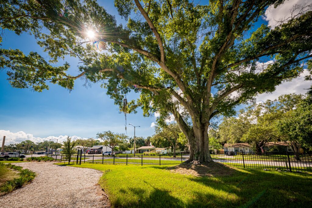 Live oak at El Prado Stormwater Garden