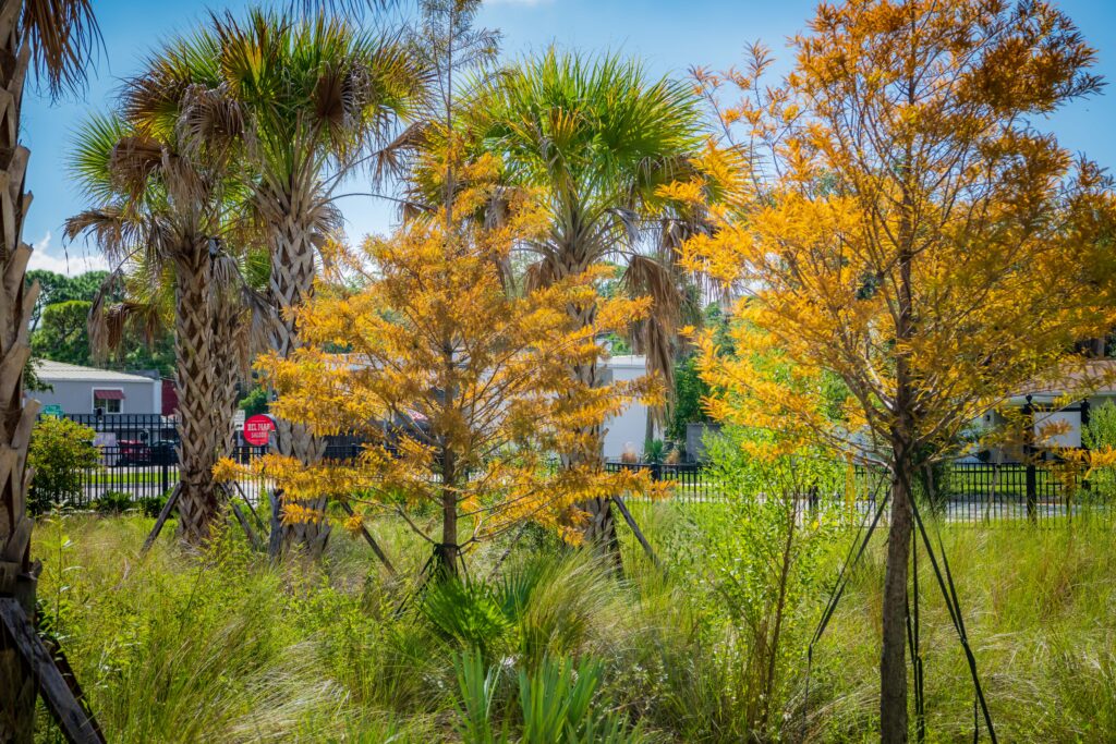 Trees at El Prado Stormwater Garden