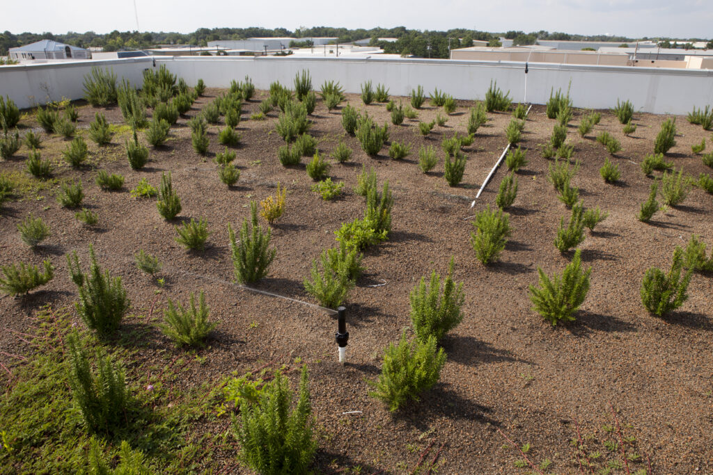 Green roof at Escambia County Office Complex