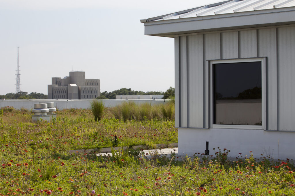 Native pollinators at Escambia County Office Complex