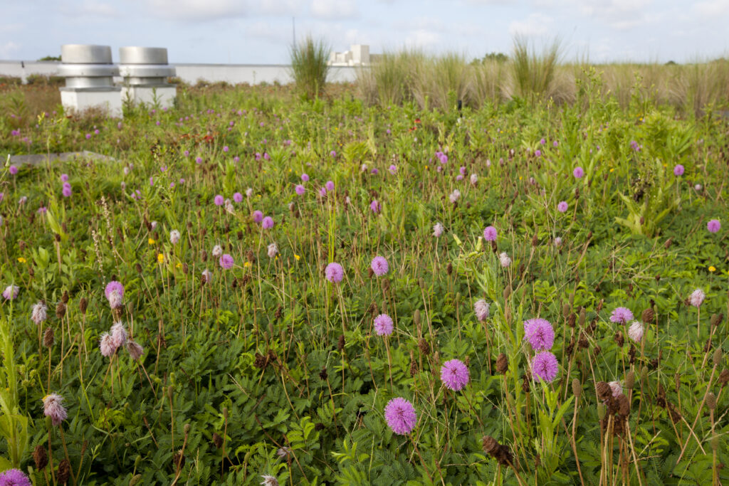 Powderpuff mimosa groundcover on green roof at Escambia County Office Complex