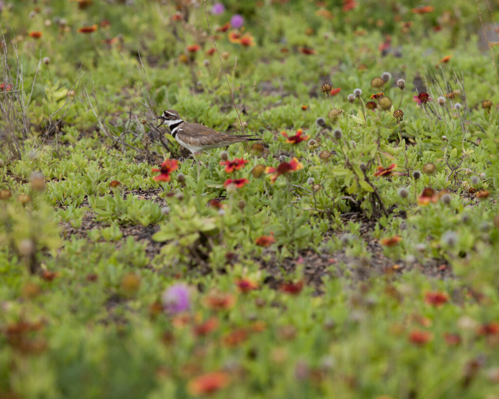 Killdeer on green roof at Escambia County Office Complex