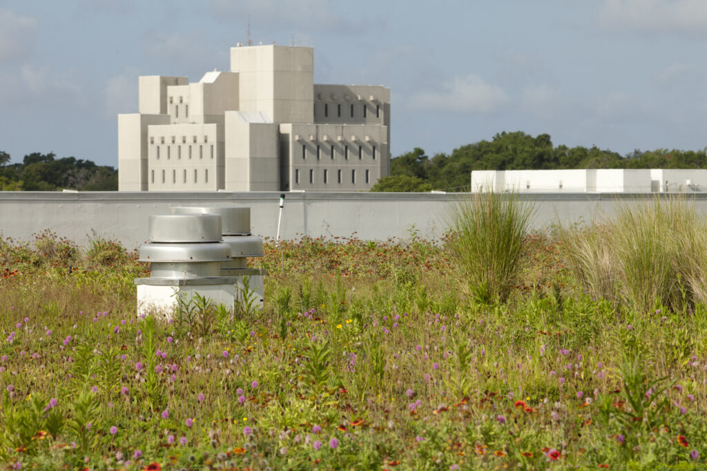 Flowers and grasses on green roof at Escambia County Office Complex