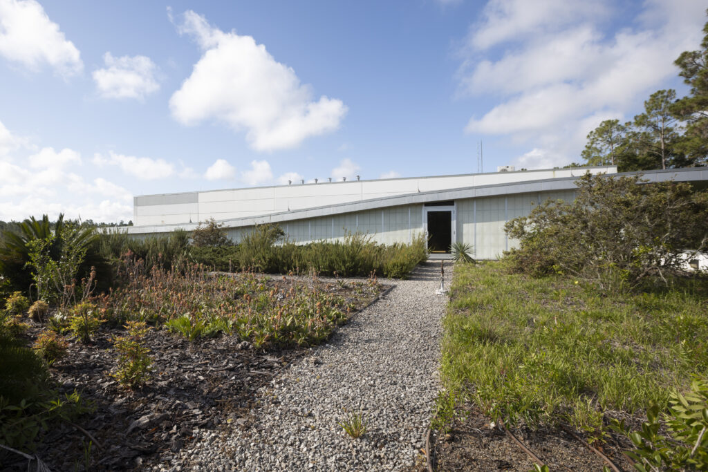 Vegetation and building at GRU green roof