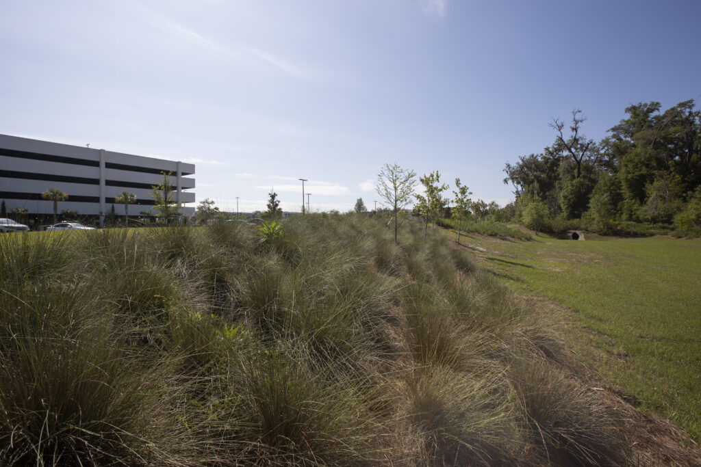 Grasses and swale at Butler Plaza