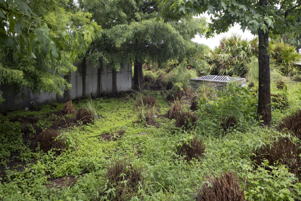 Stormwater basin and vegetation at Kissimmee Lakefront Park