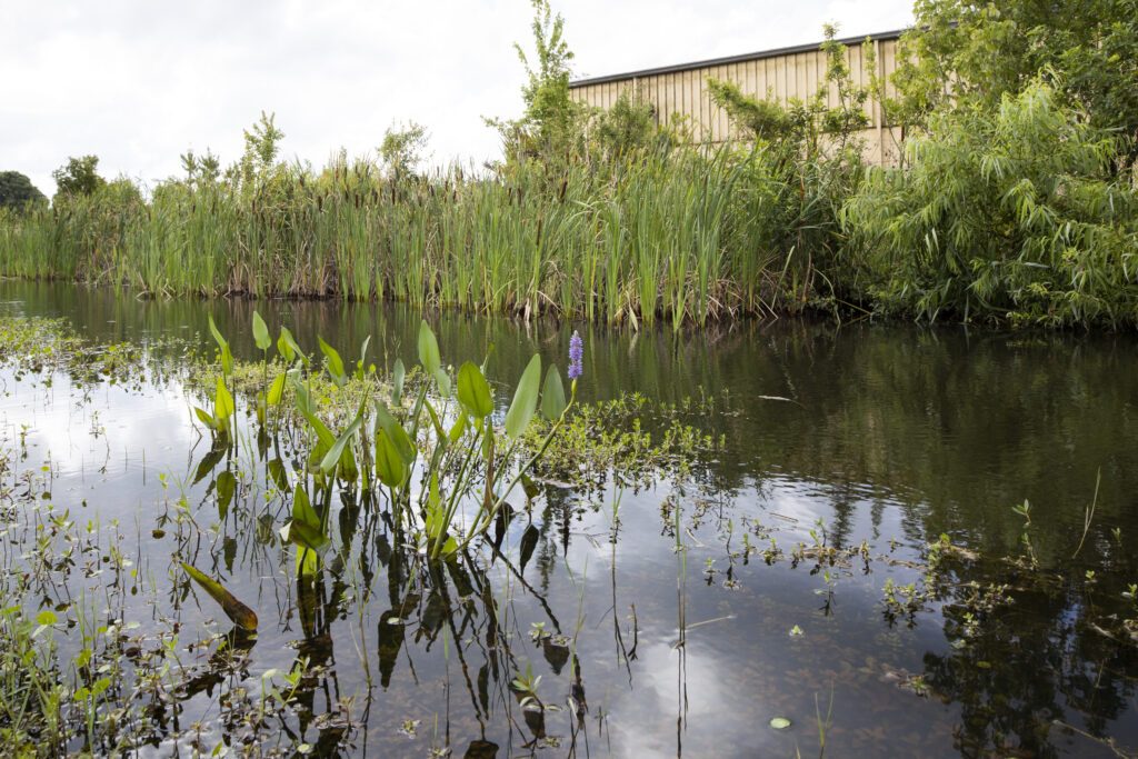 Pond at Tavares Ecological Park