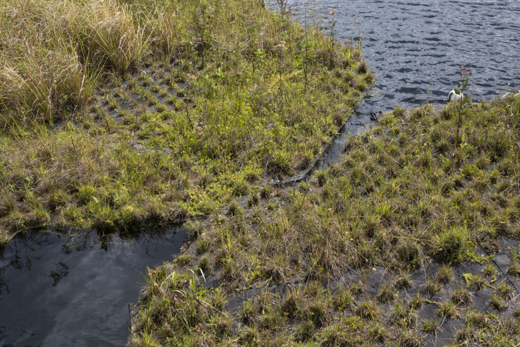 Grass plugs in pond at Tavares Ecological Park