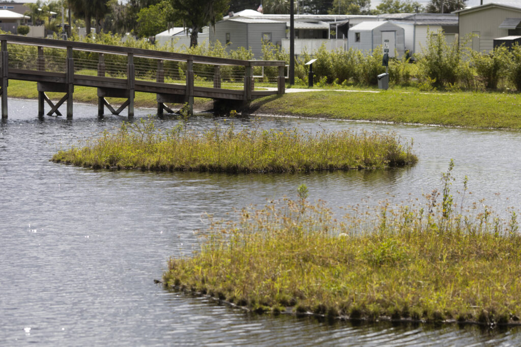 Vegetation in pond at Tavares Ecological Park