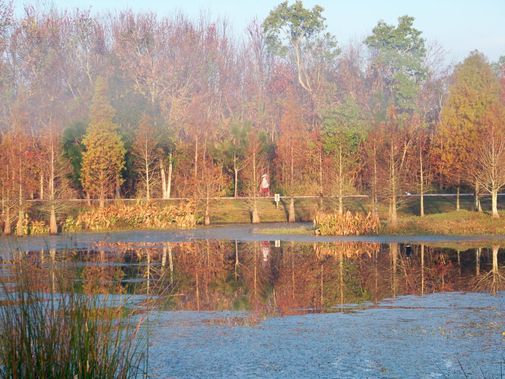 Fall foliage at South Lake Howard Nature Park