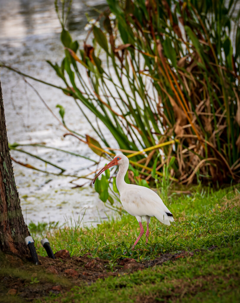 White ibis at Barnett Park