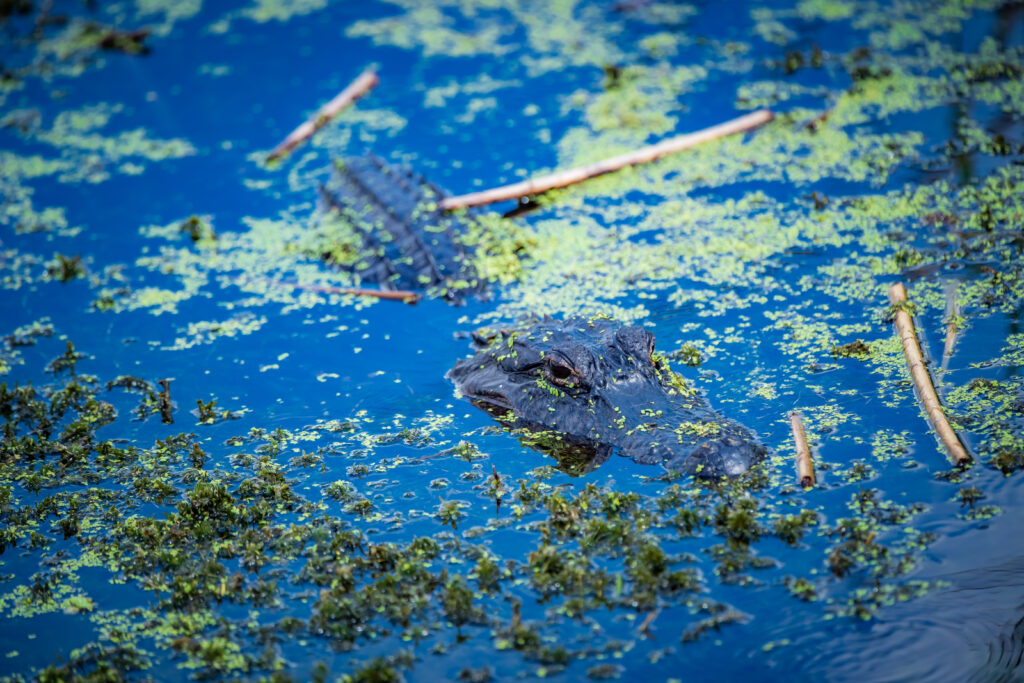 Alligator at Orlando Wetlands Park