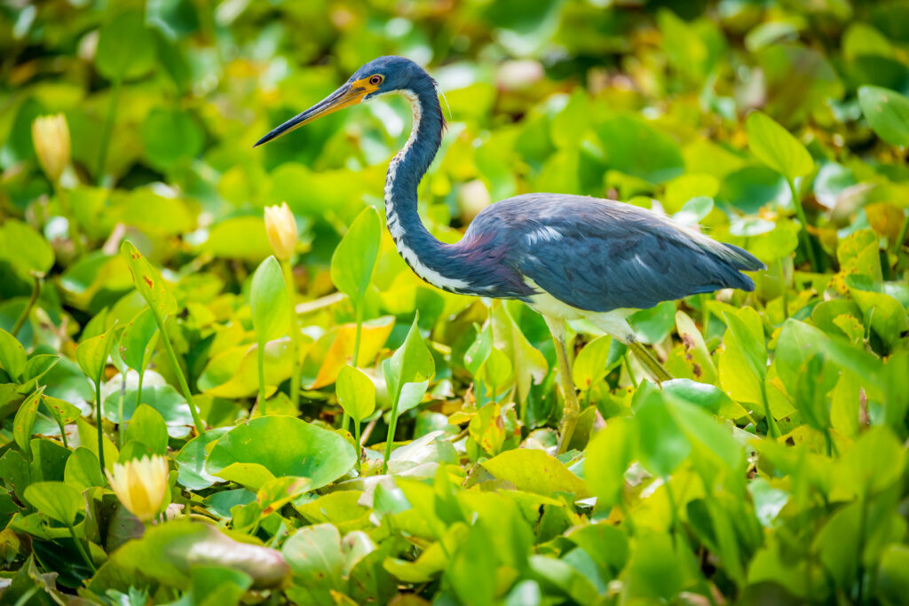 Tricolored Heron at Orlando Wetlands Park