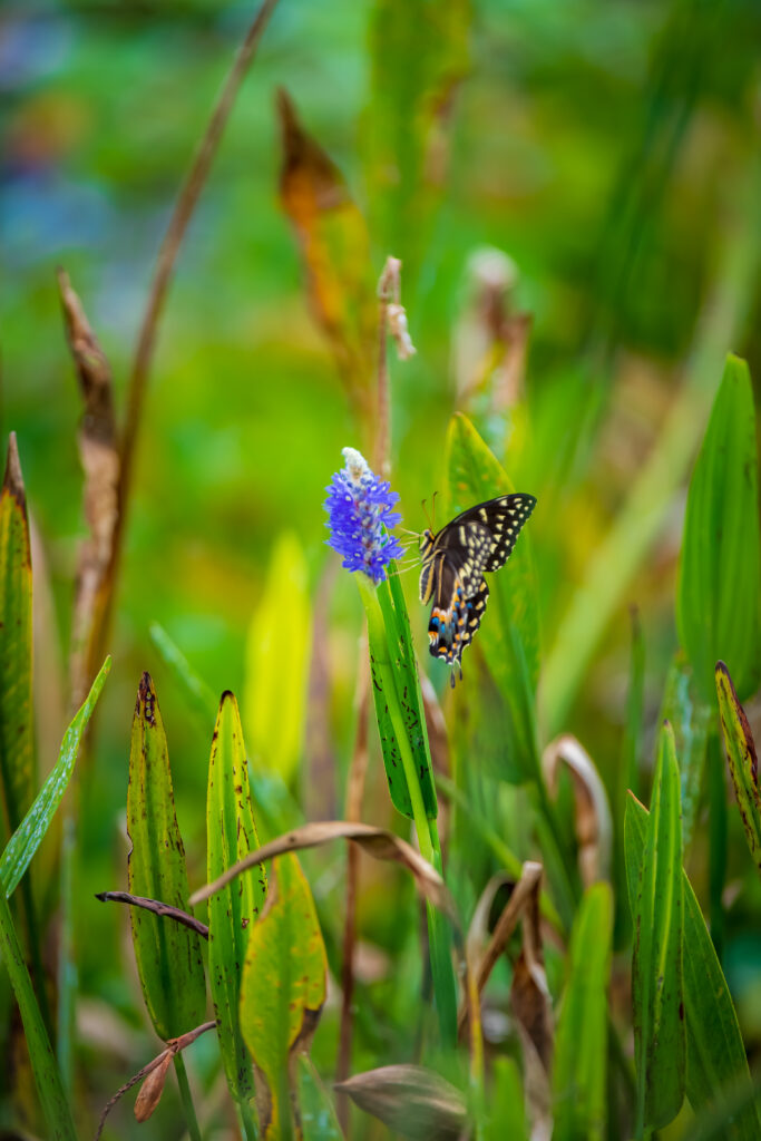 Butterfly at Orlando Wetlands Park