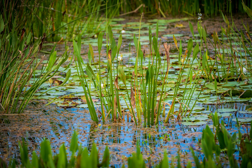 Wetland vegetation at Orlando Wetlands Park