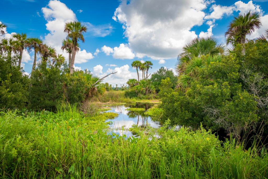 Wetland and vegetation at Orlando Wetlands Park