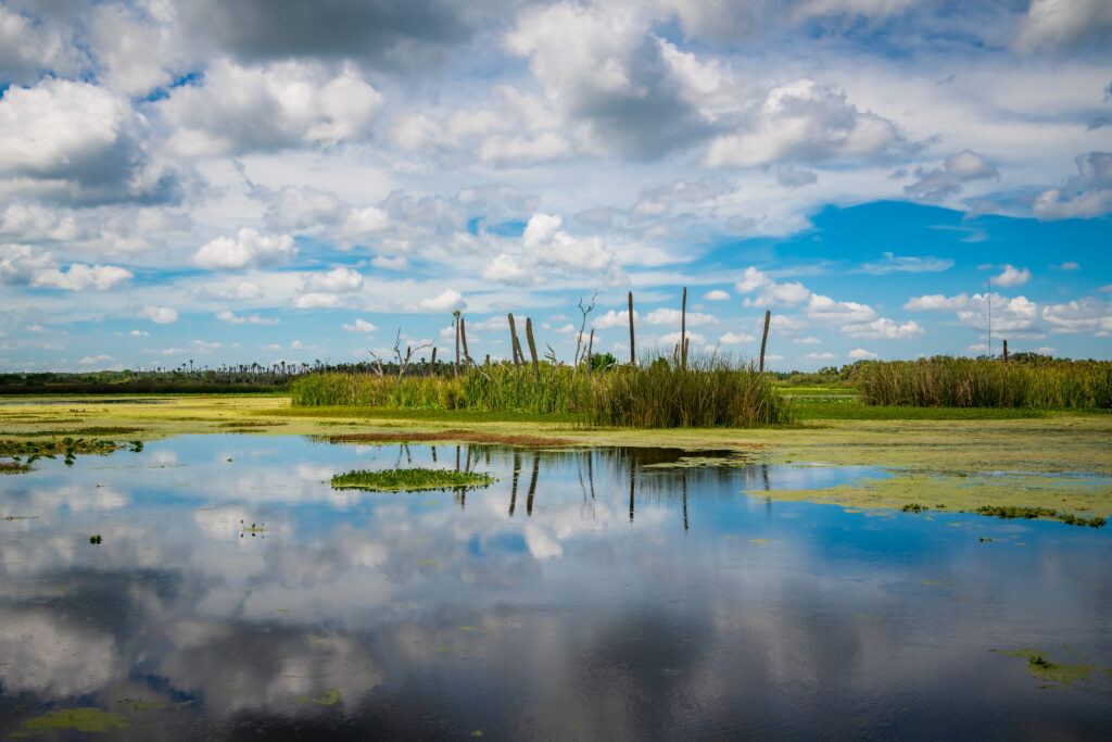 Wetland at Orlando Wetlands Park