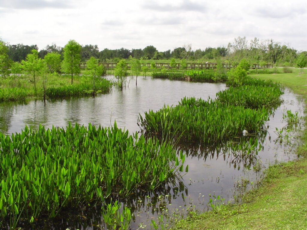 Wetland and vegetation at South Lake Howard Nature Park