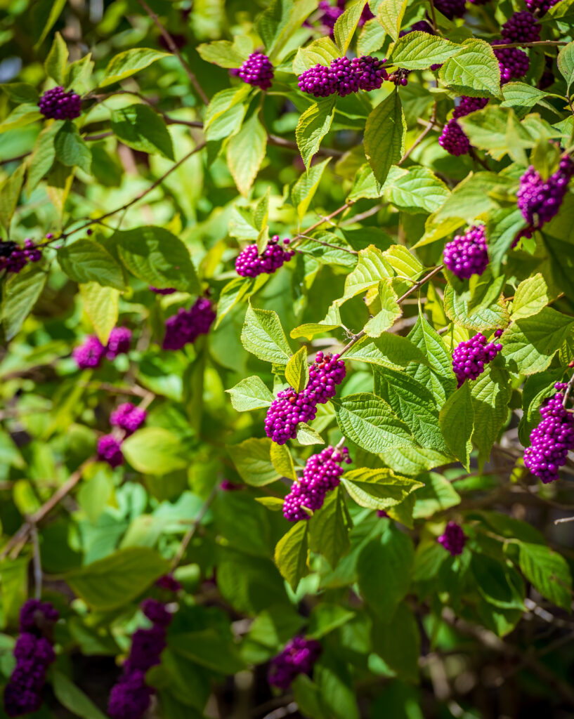 Beautyberry in Ridgewood Park Butterfly Garden