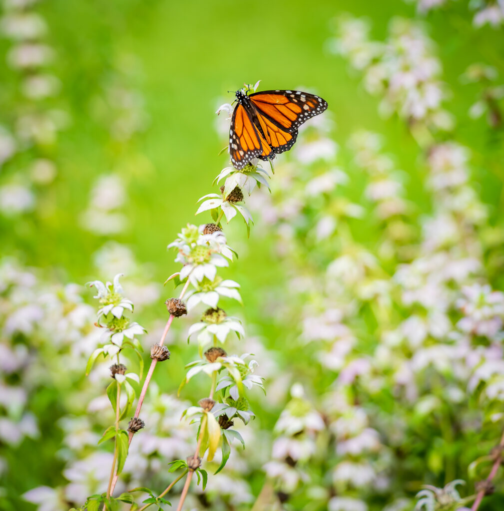 Monarch Butterfly at Ridgewood Park Butterfly Garden