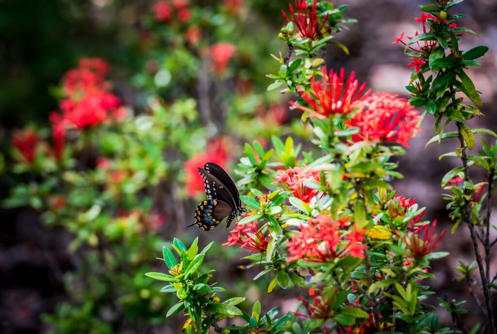 Black Swallowtail Butterfly at Ridgewood Park Butterfly Garden