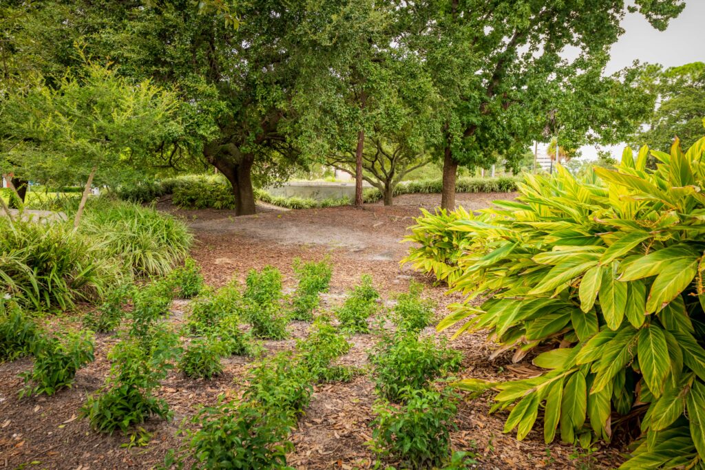 Vegetation and stormwater drainage at Scott Street