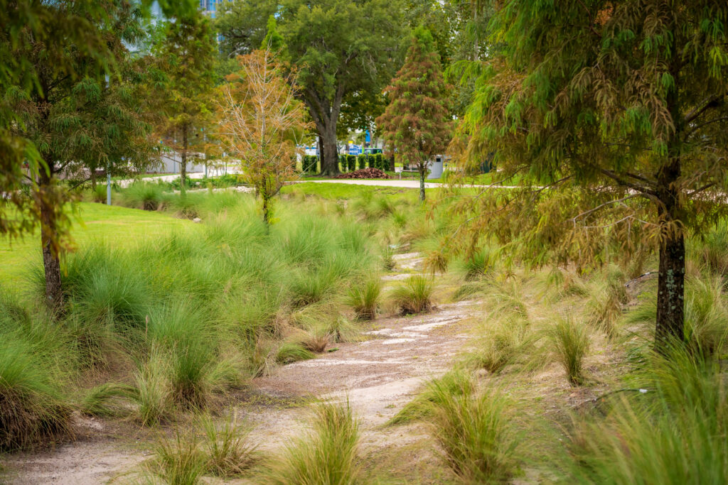 Swale and vegetation at Scott Street