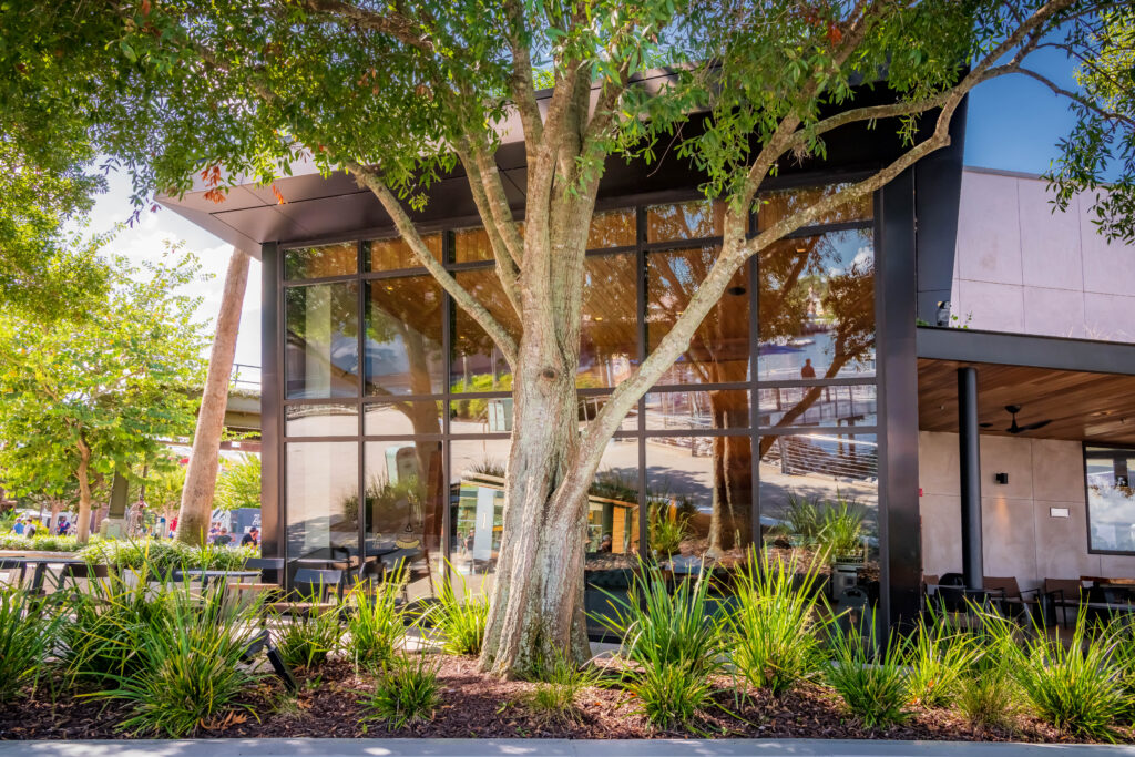 Tree and grasses at Starbucks Disney Springs