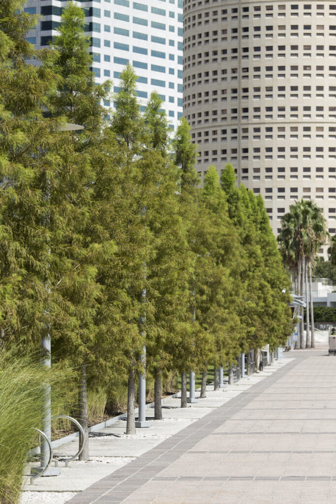 Trees and walkway at Curtis Hixon Waterfront Park