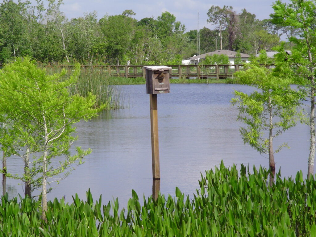 Wood duck in box at South Lake Howard Nature Park