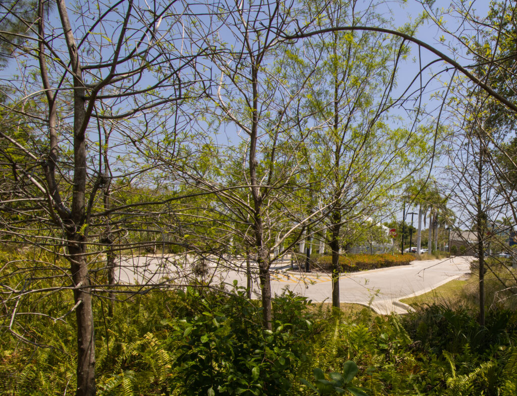 Trees and vegetation at PNC Bank