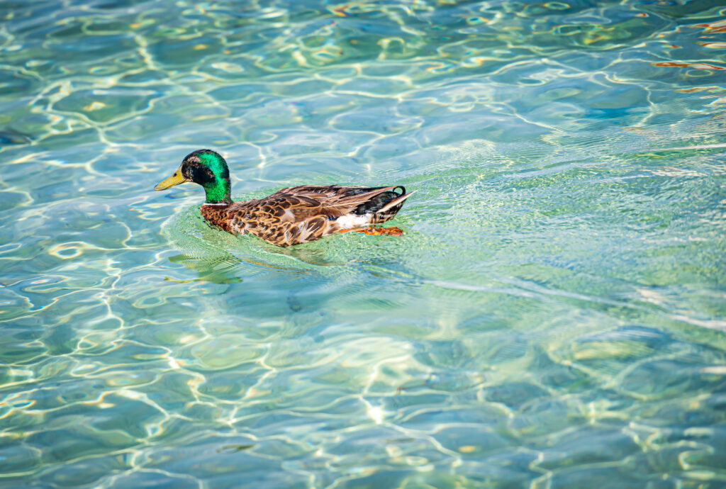 Mallard Duck at Captain Leonard Destin Park