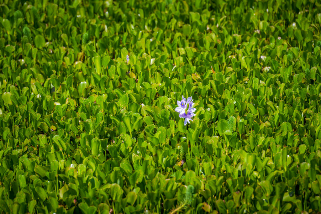 Vegetation at Kenneth R Hammons Park